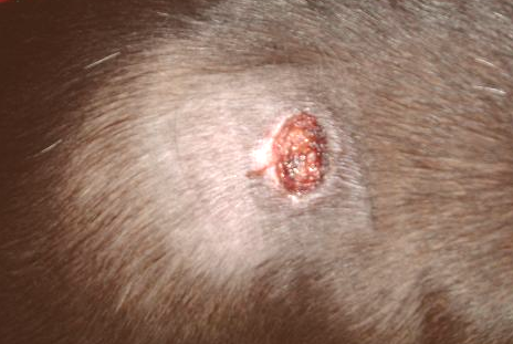 Spider Bites On Dogs Back