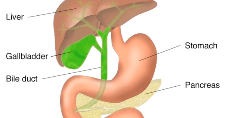 Gallbladder Pain – Location, Causes, Symptoms, Treatment, Relief