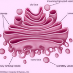 Golgi Apparatus – Function, Structure, Diagram