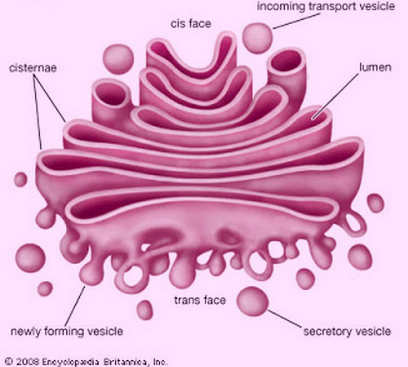 Golgi Apparatus – Function, Structure, Diagram