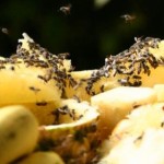 How to get rid of fruit flies in the house and kitchen?