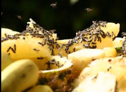 How to get rid of fruit flies in the house and kitchen?