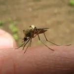 Insect Bite Identification – Pictures