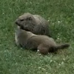 How to get rid of groundhogs?