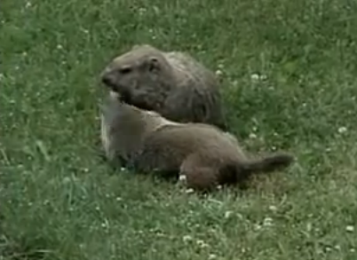 How to get rid of groundhogs?