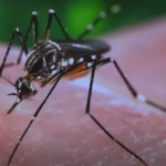 Zika Virus –  All You Wanted to Know