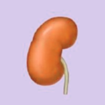 Atrophic Kidney