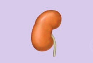 Atrophic Kidney